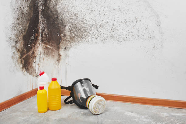 Trusted Jan Phyl Village, FL Mold Removal Experts