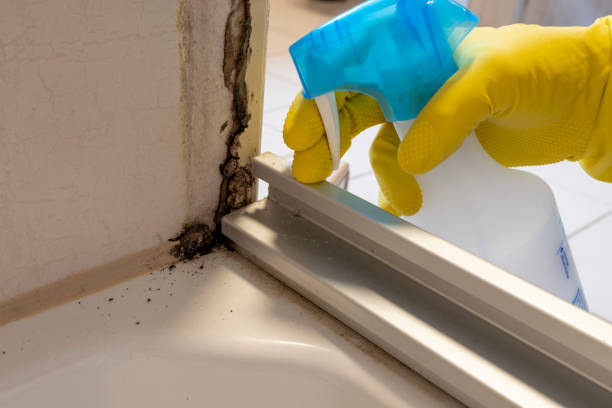 Best Commercial Mold Removal  in Jan Phyl Village, FL