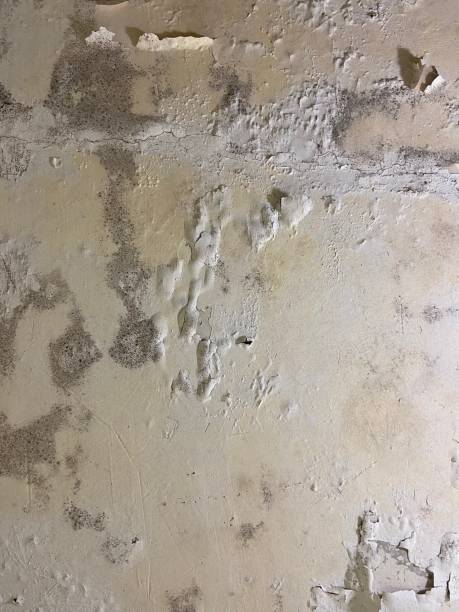 Crawl Space Mold Removal in Jan Phyl Village, FL